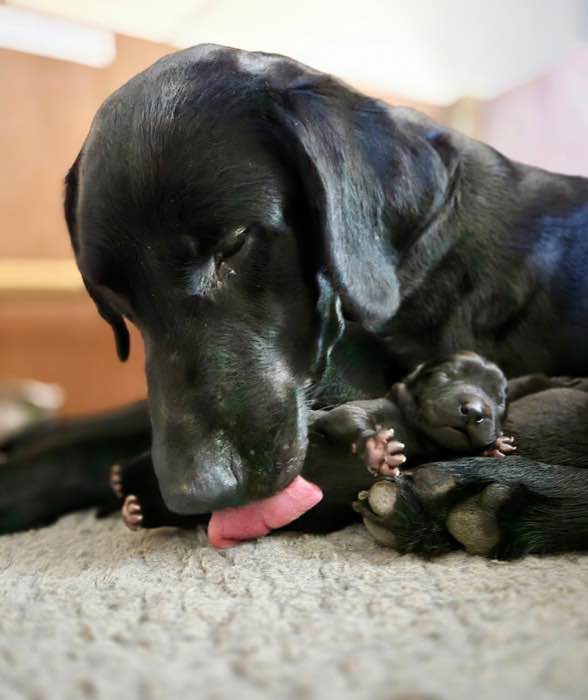 FTCH sired black labrador puppies 1 bitch 4 dogs
