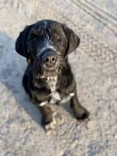 GWP cross Lab Dog Part Trained