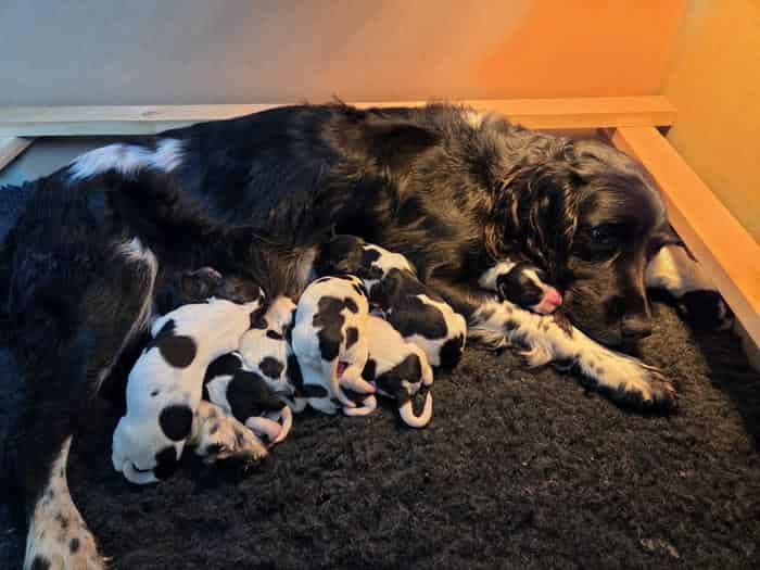 English Springer Spaniel Puppies