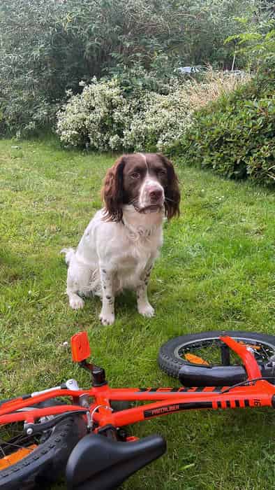 Springer Spaniel for stud - £100
