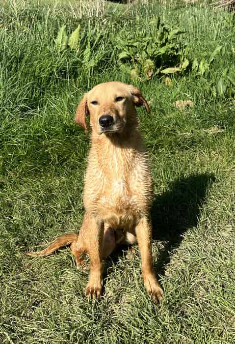 Yellow Labrador Dog