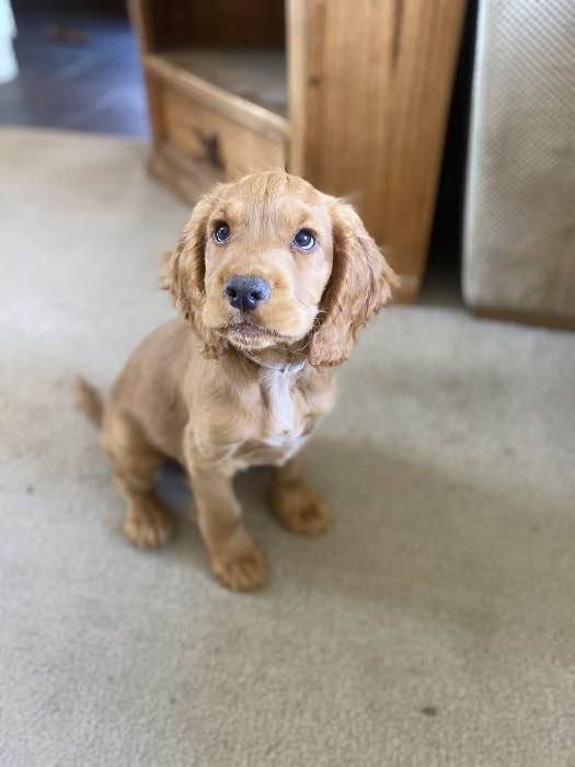 Beautiful Kc registered cocker spaniel boy