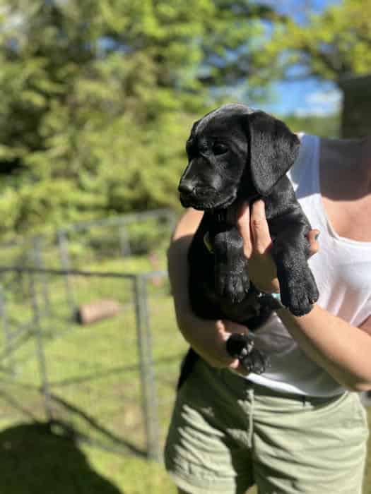 Black and Yellow Dog Pups FTCh sired, fully health tested parents
