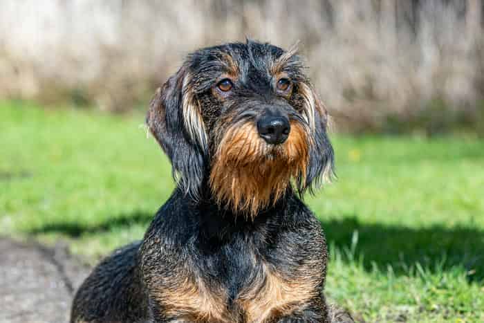 PROVEN 0% COI WIREHAIRED DACHSHUND STUD