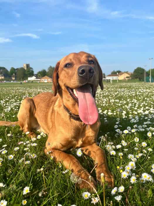 FOX RED Health Tested KC Labrador Retriever