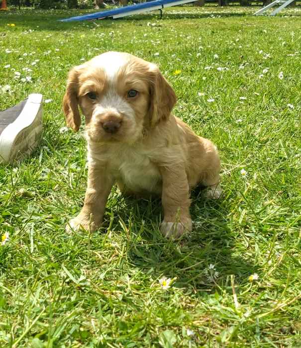 Stunning health tested pups