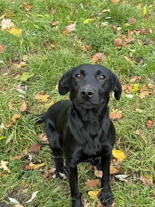 20 month old KC reg small frame black labrador bitch