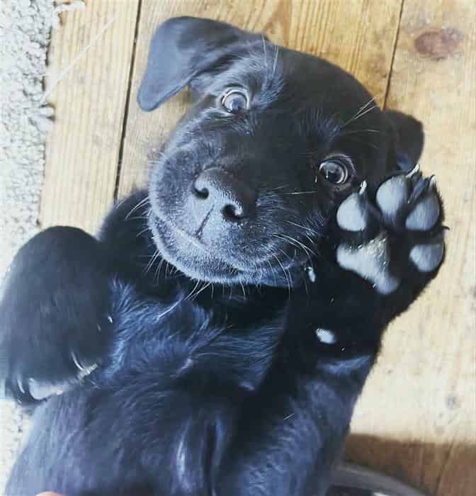 Labrador Puppies ready for their homes