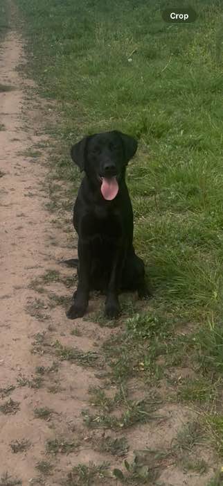 Pet Gundog available