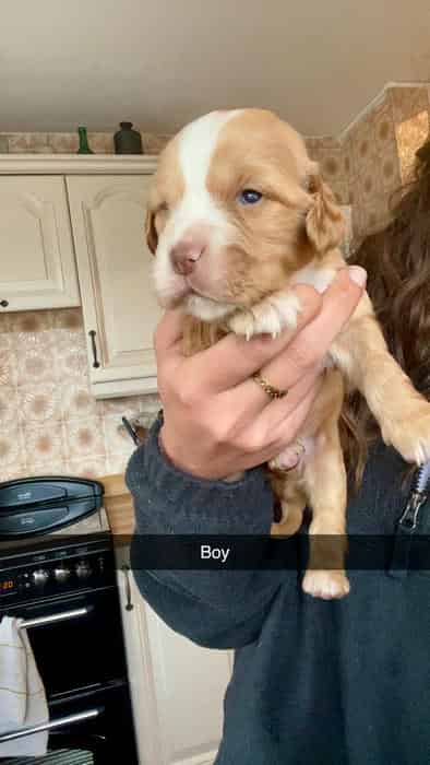 Cocker spaniel puppies