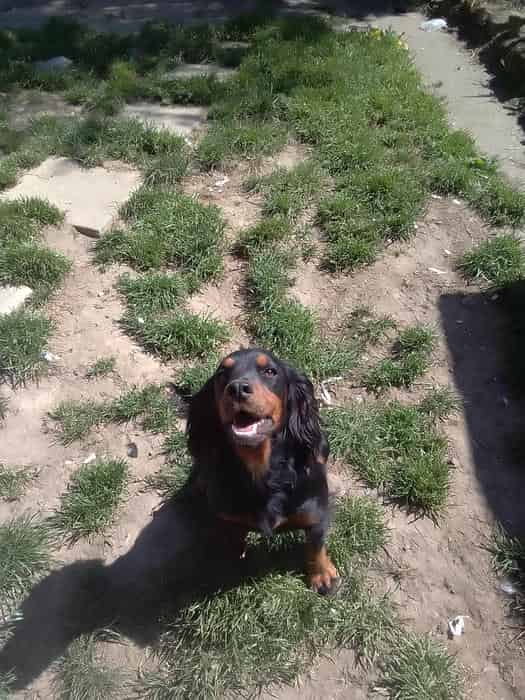 Health tested and full of FTCH's in pedigree Black and tan cocker spaniel @ Stud
