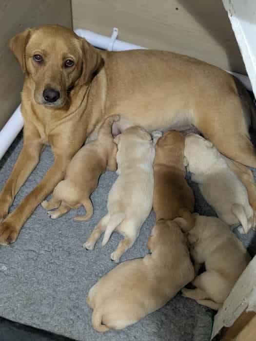Gamekeeper bred kc registered puppies