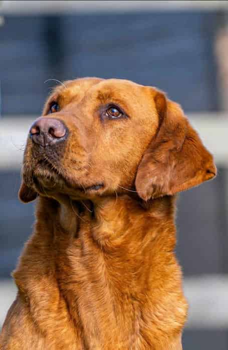 Yellow Labradors descendant from FTCh Kelmarsky Crow
