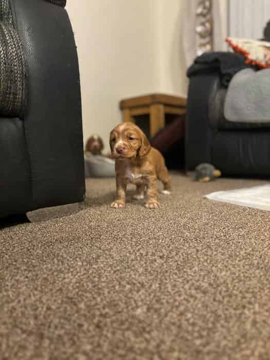 cocker spaniel golden