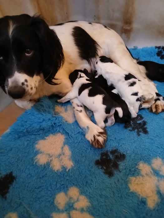 Working Sprocker Pups For Sale