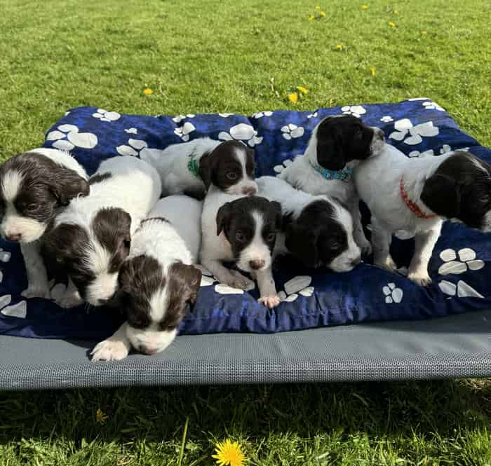 Liver and white springer spaniel puppies