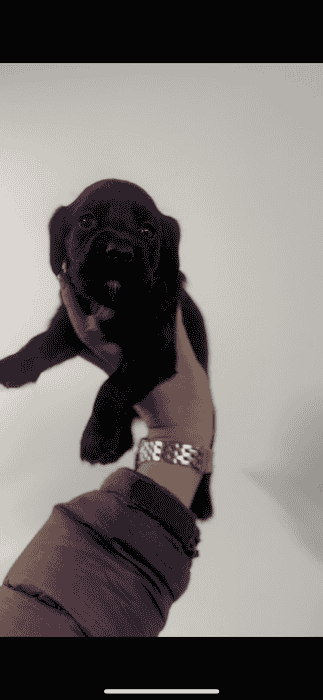 Glenheart Working Cocker Spaniel Puppies