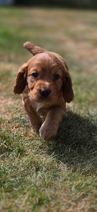 Working Cocker Spaniel pups for Sale. 60FTCH in both lines.
