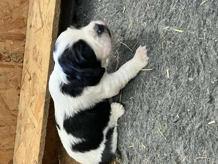 English Springer Spaniel Puppies