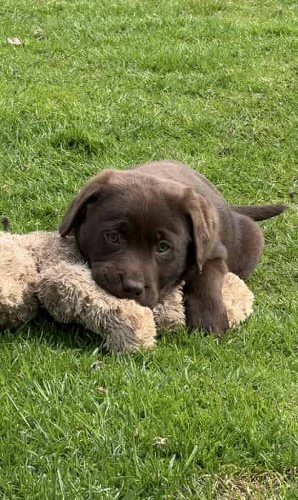 KC Registered Labrador Puppies