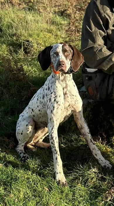 German shorthaired pointer pups