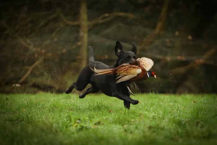 Health Tested KC Registered Black Labrador at Stud