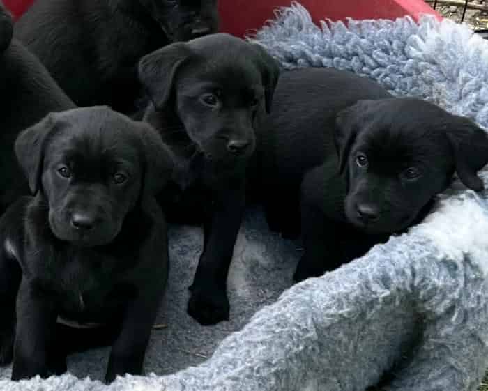 FTCH Sired Black Labrador Puppies 2 x Bitches 1 x Dog