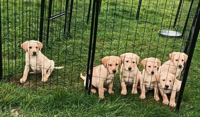 5 labrador puppies