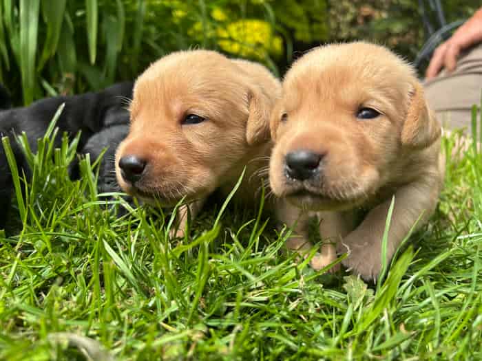 Working Labrador Puppies from fully heath tested and well bred parents