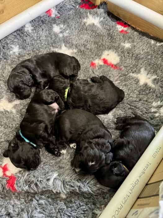 Working Cocker Spaniel Puppies