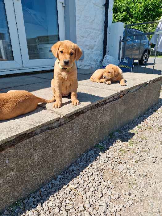 Fox red lab puppies