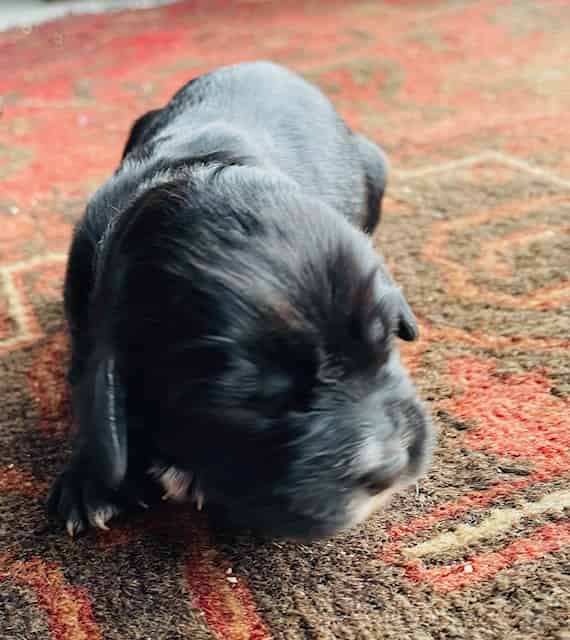 Working Cocker Spaniel Puppies KC Registered