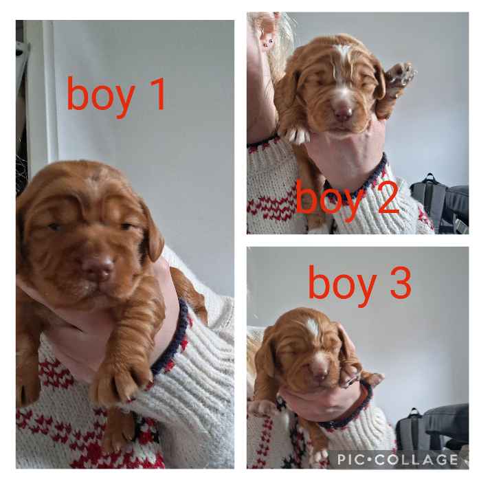 PEDIGREE DNA CLEAR WORKING COCKER SPANIELS