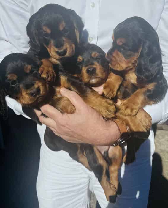 Working Cocker Spaniel Pups