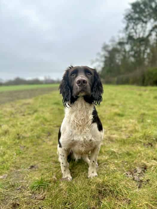 Old traditional springer at stud