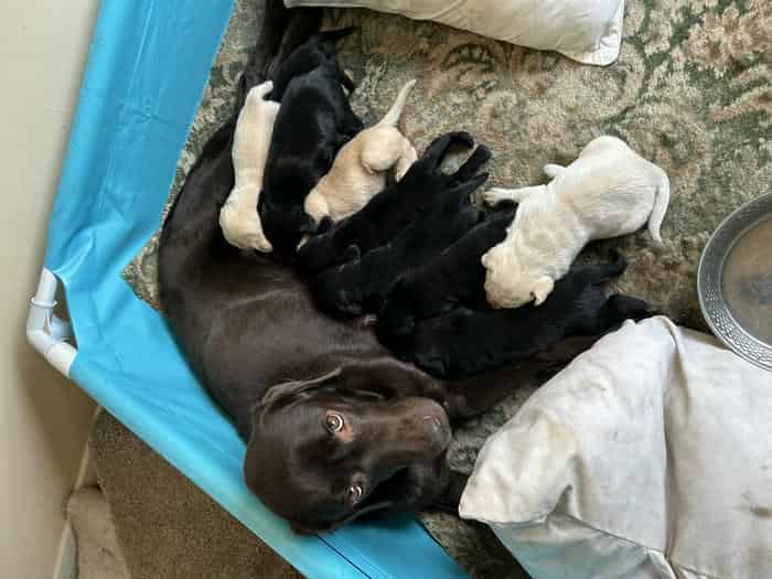 Gorgeous Labrador Puppies