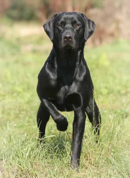 FULLY HEALTH TESTED FTCH LINE LAB PUPS
