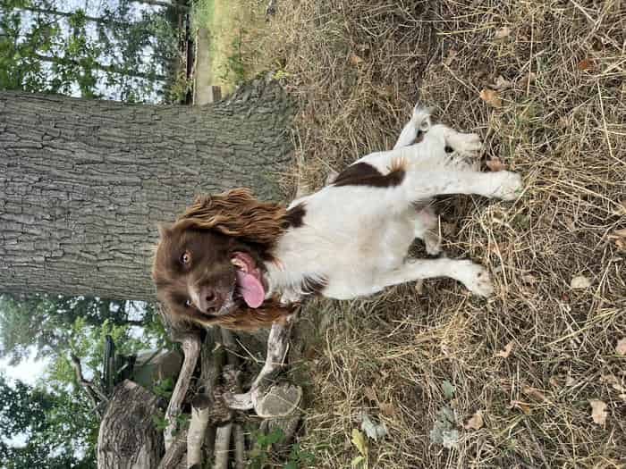 Kc reg springer spaniel carrying B&W