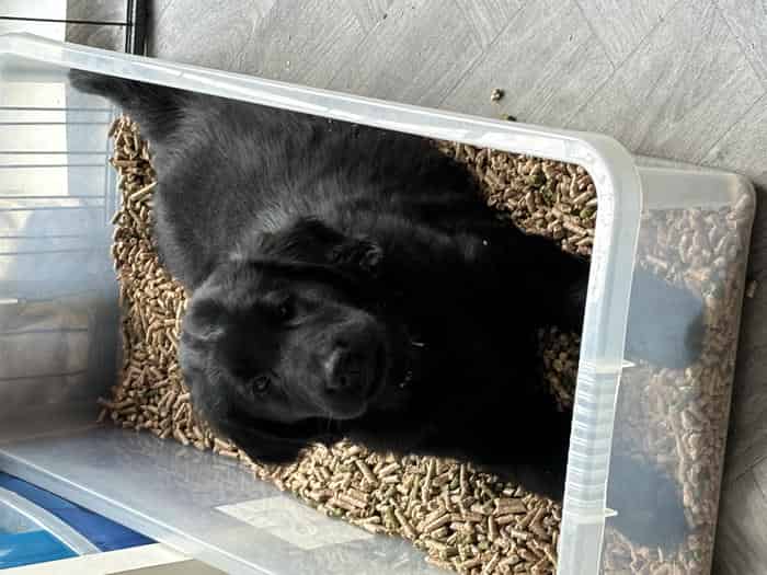 Pedigree  Flatcoat Retreiver puppies