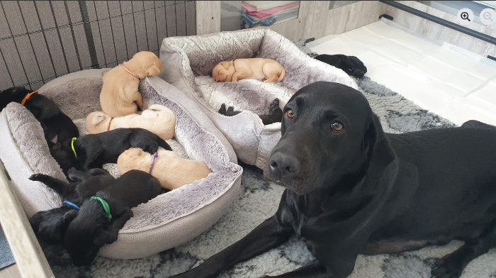 OFTAW x OFTAW Labrador Puppies