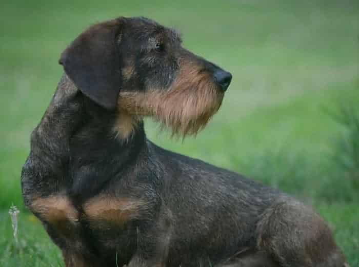 Imported Champion Teckel Stud