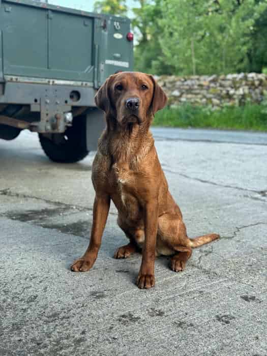 Fox red labrador puppies
