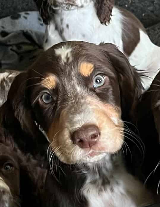 Superb Litter of 6 Sprocker Spaniels F1b, Excellent FTCH Lines