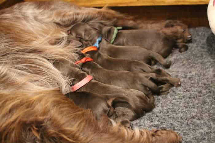 KC Reg Working Cocker Spaniel Puppies