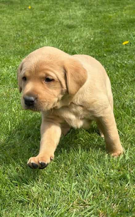 Beautiful KC Labrador Puppies available