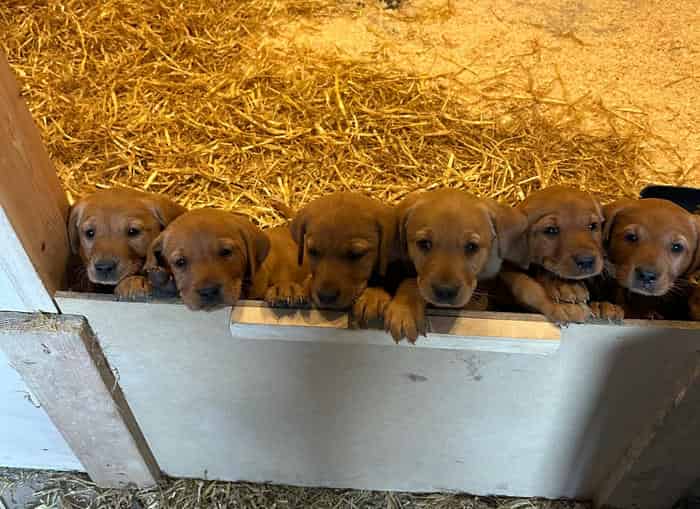 Fox Red Labrador puppies