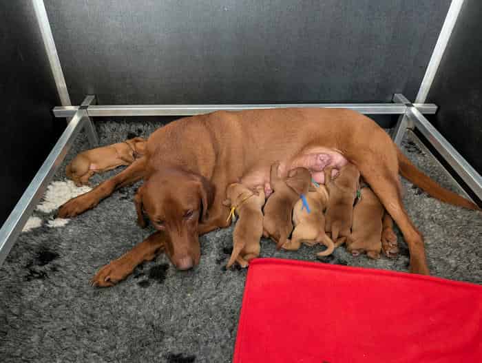 5* licenced home breeder fox red lab working lines