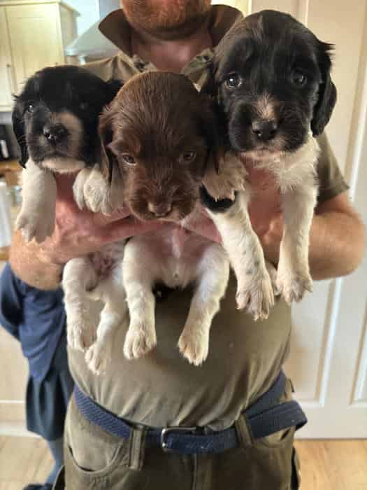 X2 KC Reg English Springer Spaniel Bitch puppies