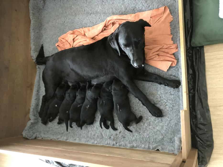 5 Black Lab Puppies for working homes