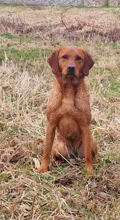 Healt tested Fox red Labrador puppies